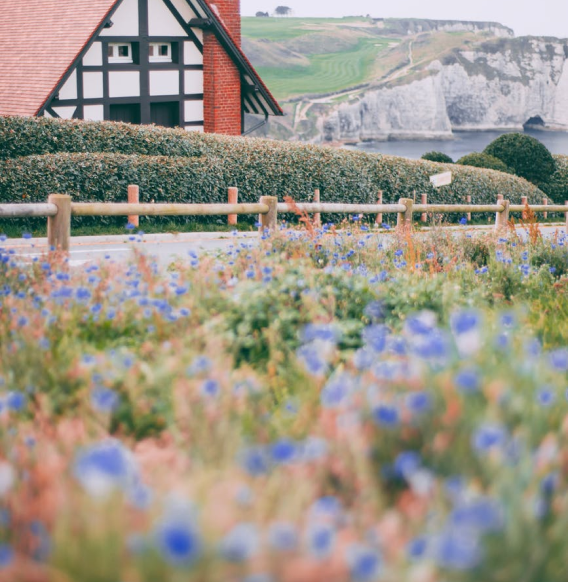 field of flowers
